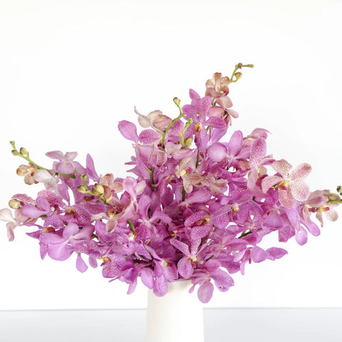 Hot Pink Bicolor Mokara Orchids Vase - Image