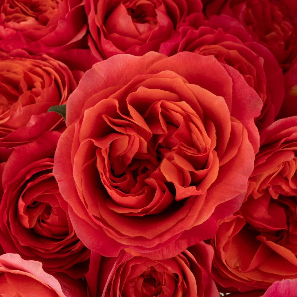 Buy Wholesale Dark X-Pression Garden Rose in Bulk - FiftyFlowers