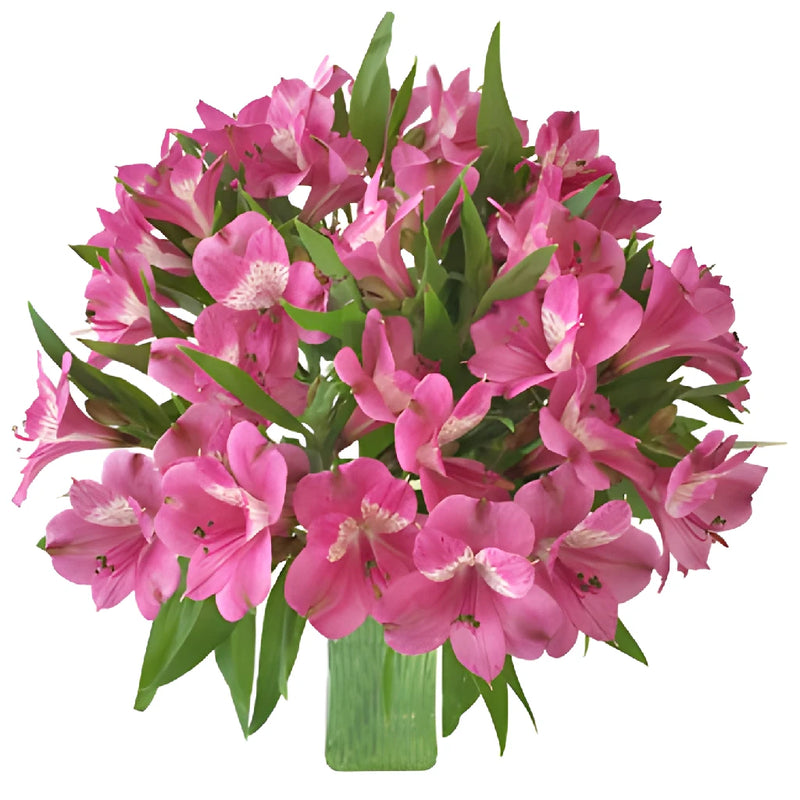 Hot Pink Peruvian Lily Flower in a Vase