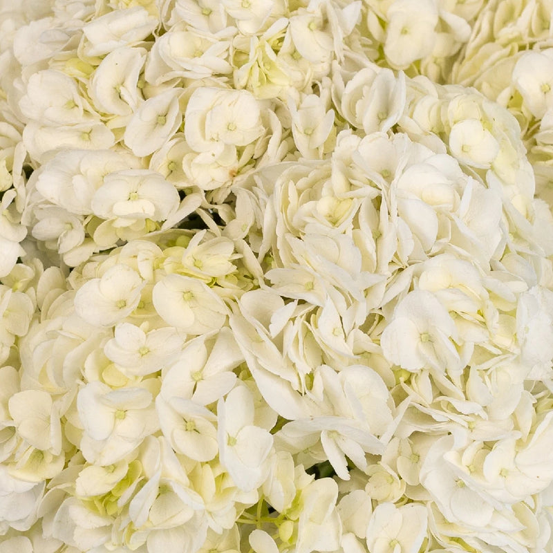Hydrangea Ivory White Flower Close Up - Image