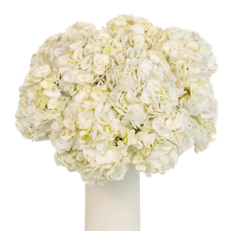 Hydrangea Ivory White Flower Vase - Image