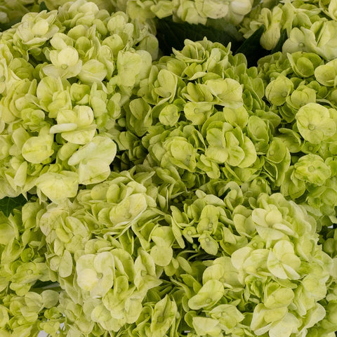 Hydrangea Lime Green Flower Close Up - Image
