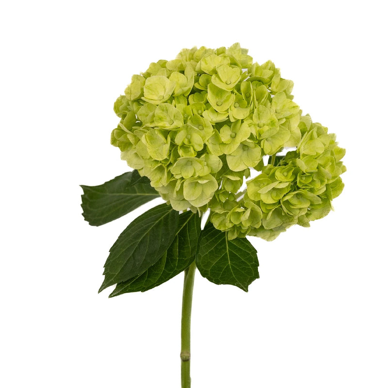 Hydrangea Lime Green Flower Stem - Image