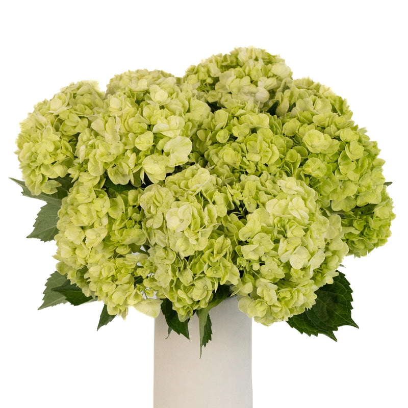 Hydrangea Lime Green Flower Vase - Image