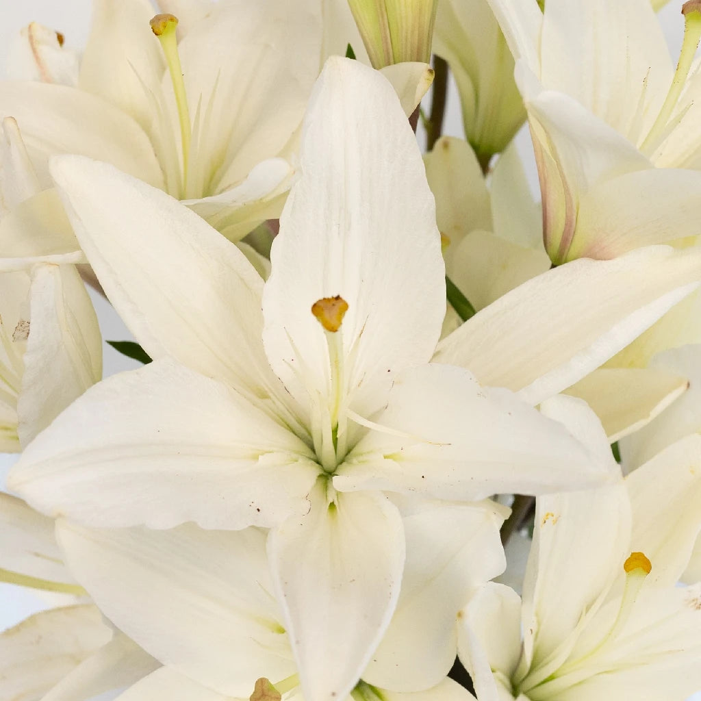 ivory asiatic lilies Ivory Hybrid Lily