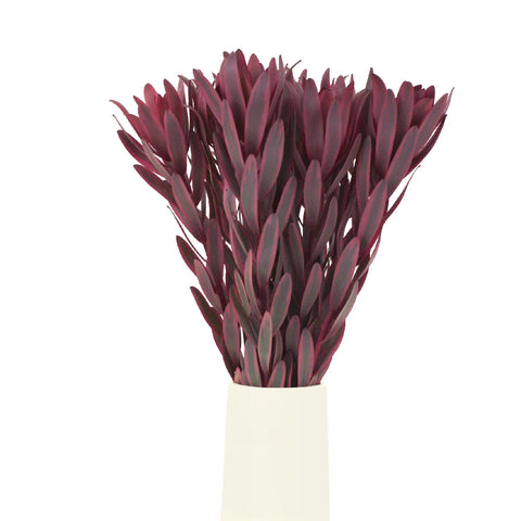 Jester Leucadendron Vase - Image