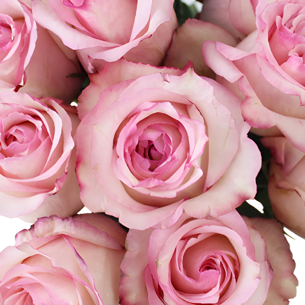 【roseさま】Vintage　pinkrose　ドイリー Buy Wholesale Delicious Pink Rose in Bulk - FiftyFlowers