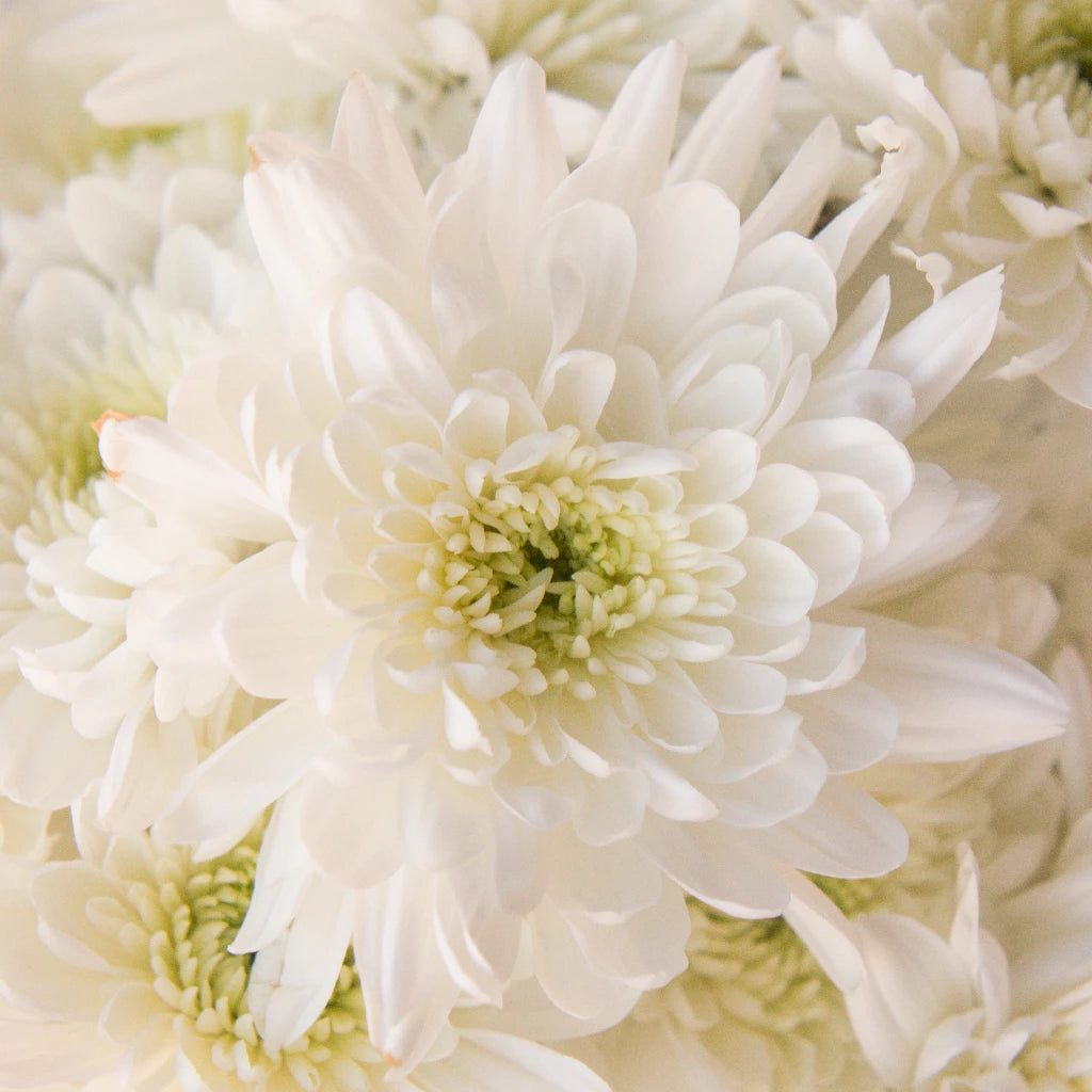 Buy Wholesale Kiss of Mint Dahlia Style Flower in Bulk - FiftyFlowers