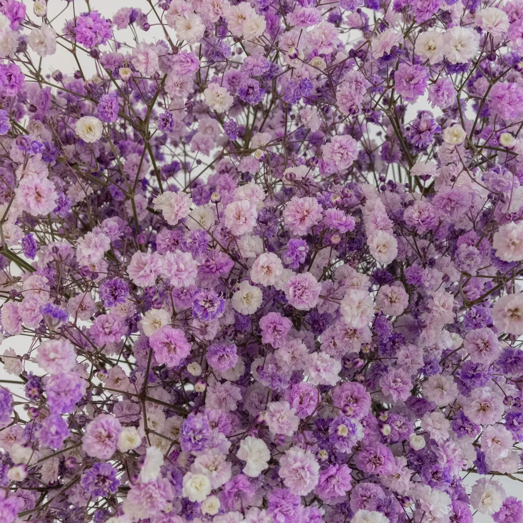 Buy Wholesale Lavender Airbrushed Baby's Breath Flower in Bulk