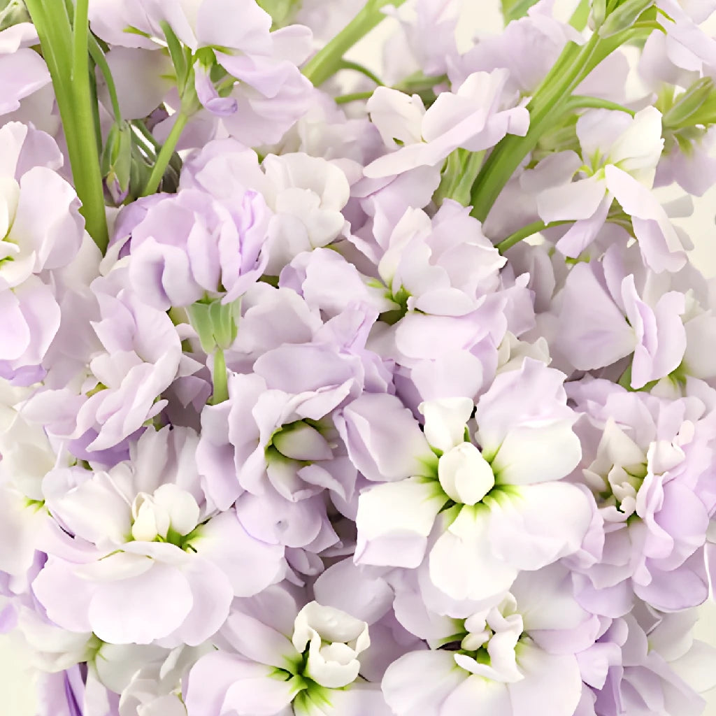 lavender flower online Lavender Blush Stock Flower