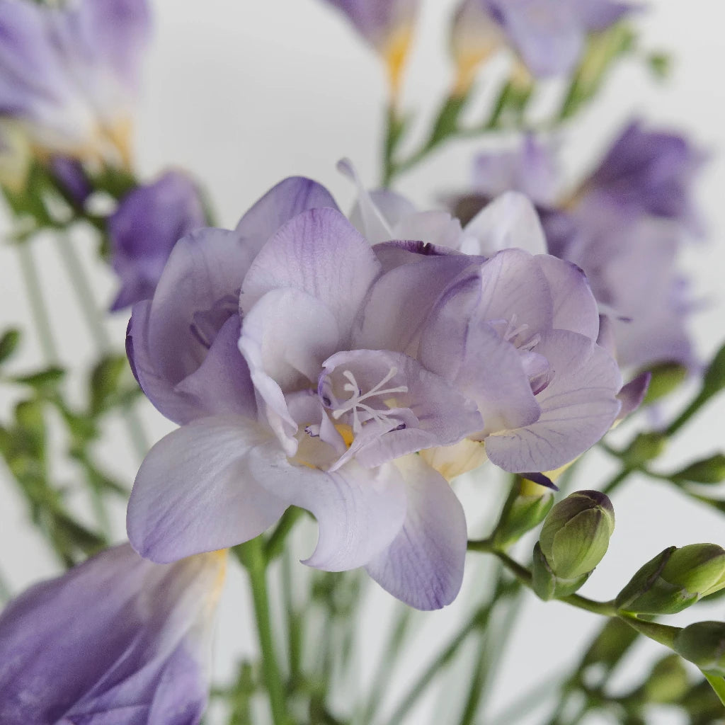 Freesia Fillers - Lavender — CaljavaOnline