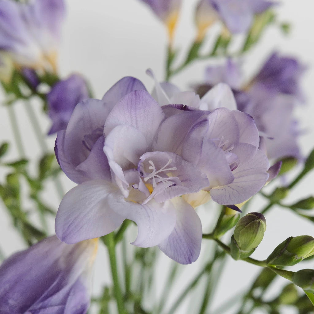 lavender freesia flower Lavender Freesia Flower