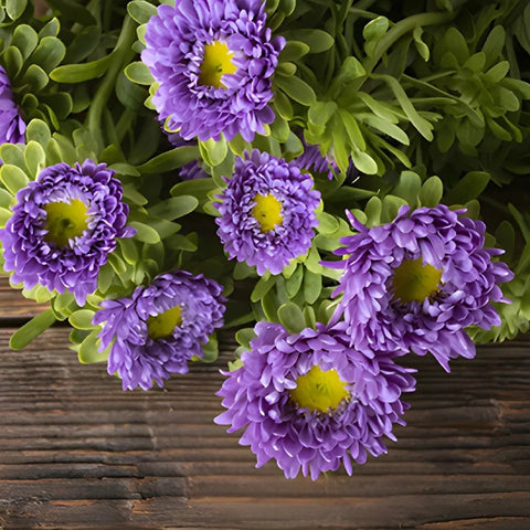 Lavender Matsumoto Flowers Close Up - Image