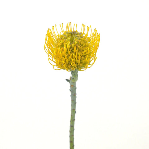 Lemon Twist Pin Cushion Flower Stem - Image