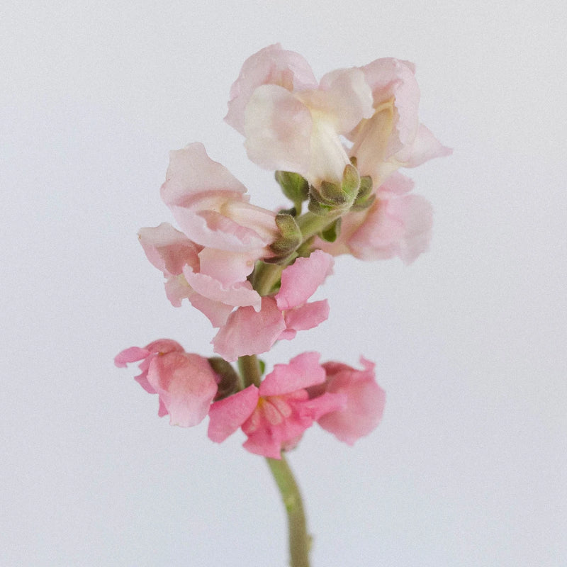 Light Pink Fresh Spray Stock Flower Stem - Image