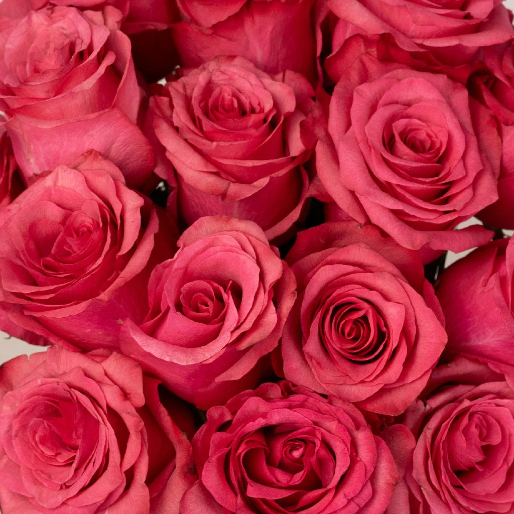 Buy Wholesale Lola Shade Bulk Rose in Bulk - FiftyFlowers