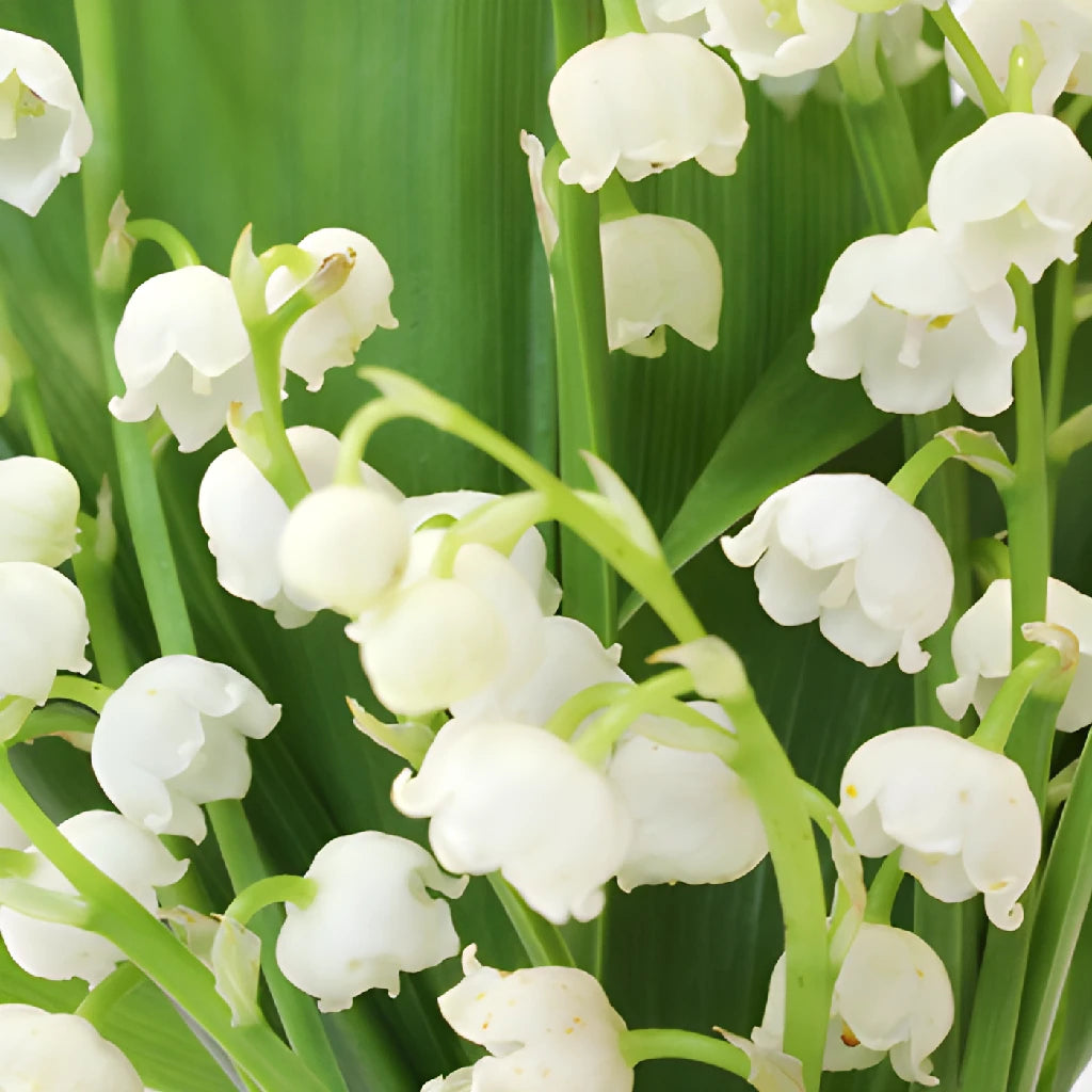 lily of the valley flower arrangement Buy Wholesale Lily of the Valley Flower in Bulk