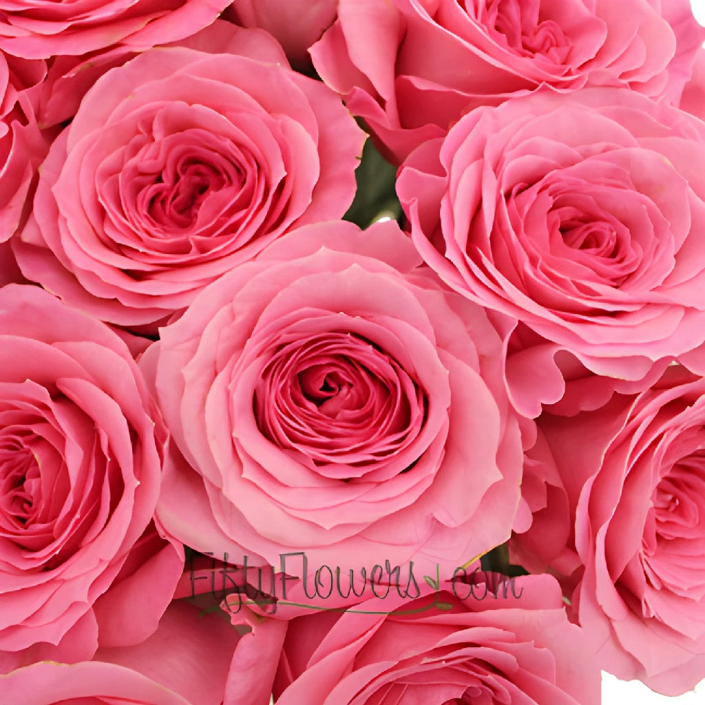 Buy Wholesale Martina Princess Pink Rose in Bulk - FiftyFlowers