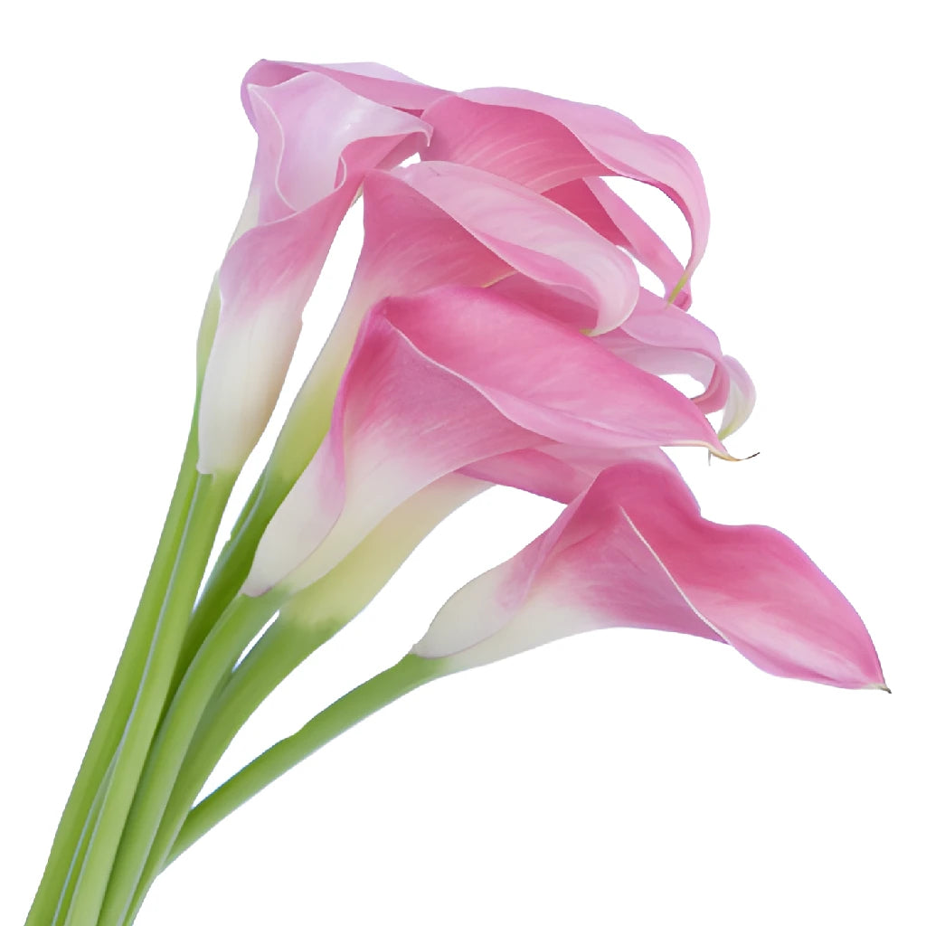 pink and white calla lily Pink Mini Calla Lily Flower