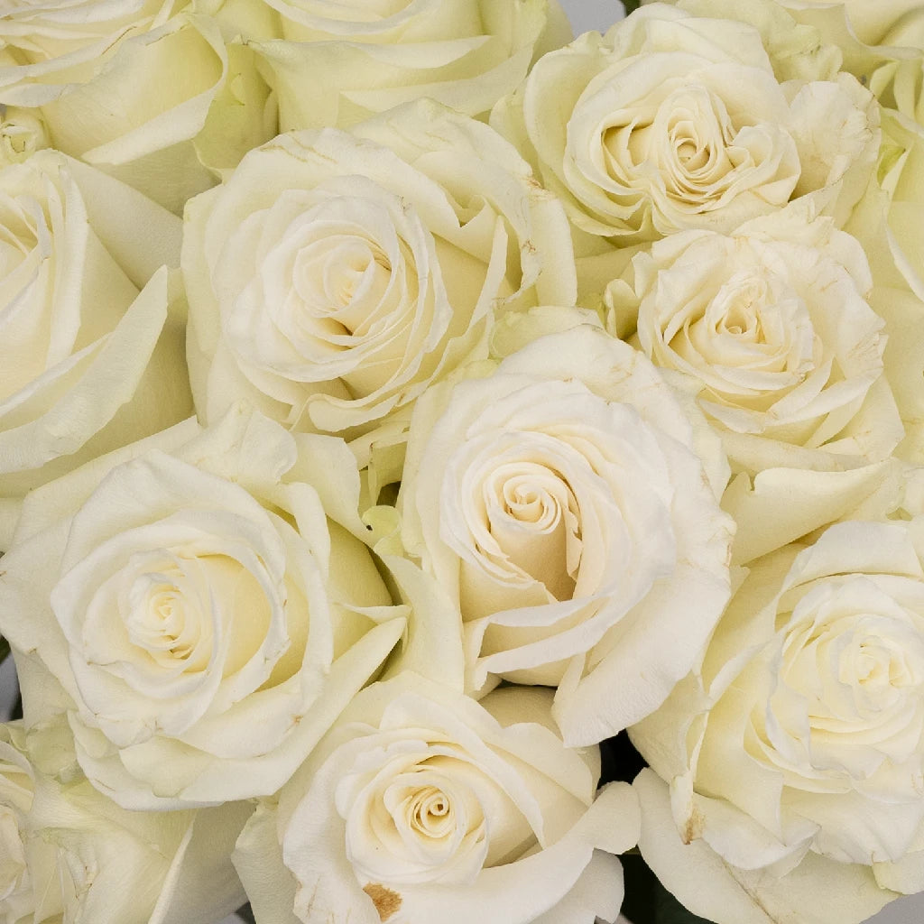 Buy Wholesale Mia White Rose In Bulk - FiftyFlowers