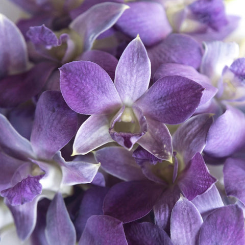 Midnight Purple Dendrobium Loose Blooms Close Up - Image