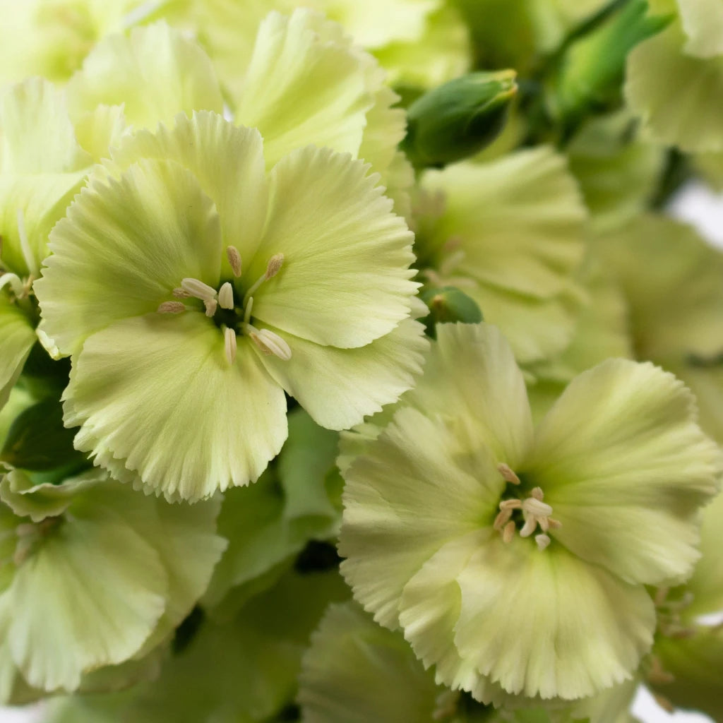 Buy Wholesale Mint Green Solomio Flower in Bulk - FiftyFlowers