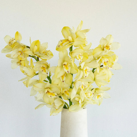 Mini Cymbidium Orchids Cream Delight Vase - Image