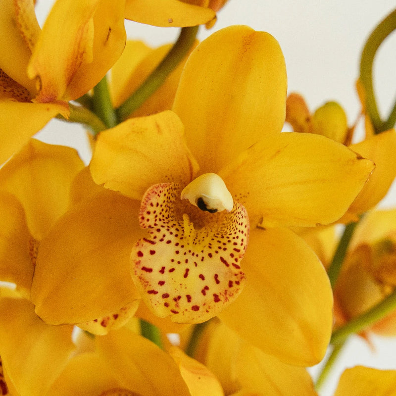 Mini Cymbidium Orchids Close Up - Image