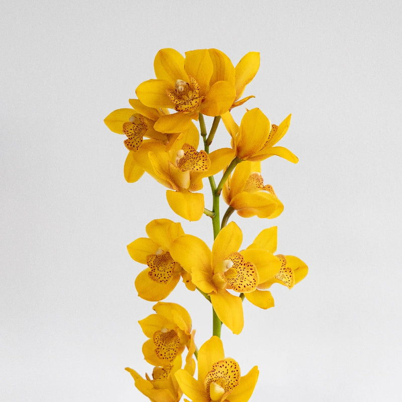 Mini Cymbidium Orchids Stem - Image