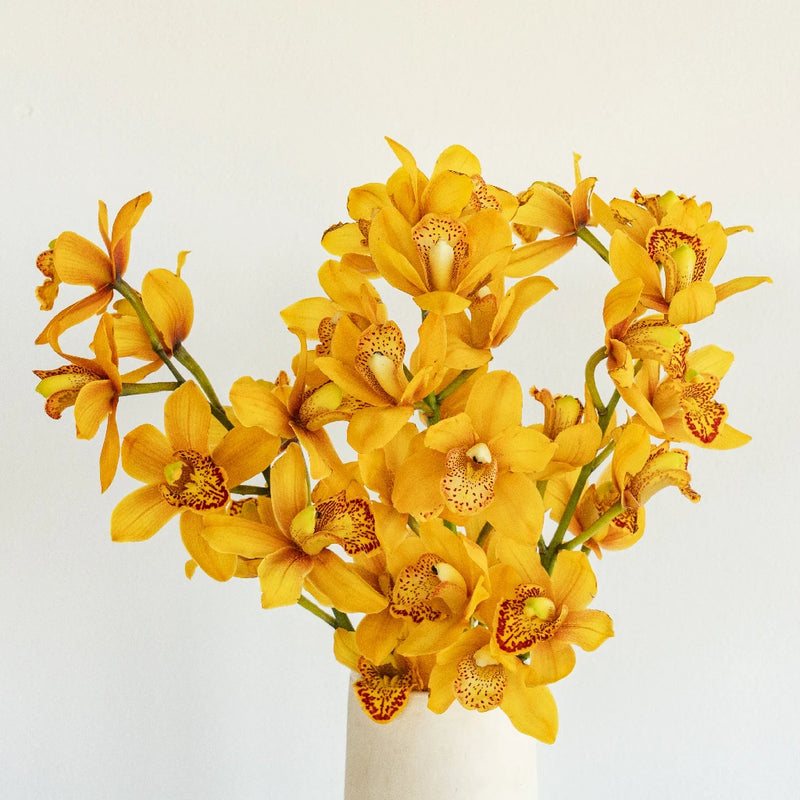 Mini Cymbidium Orchids Vase - Image