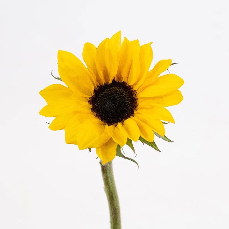 Mini Sunflowers Vase - Image
