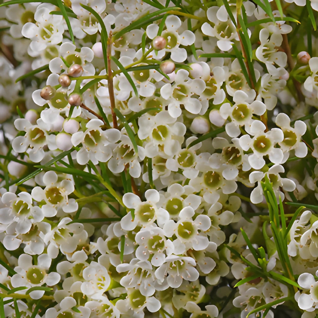 white wax flower seeds Mini White Wax Flower Jan To May Delivery