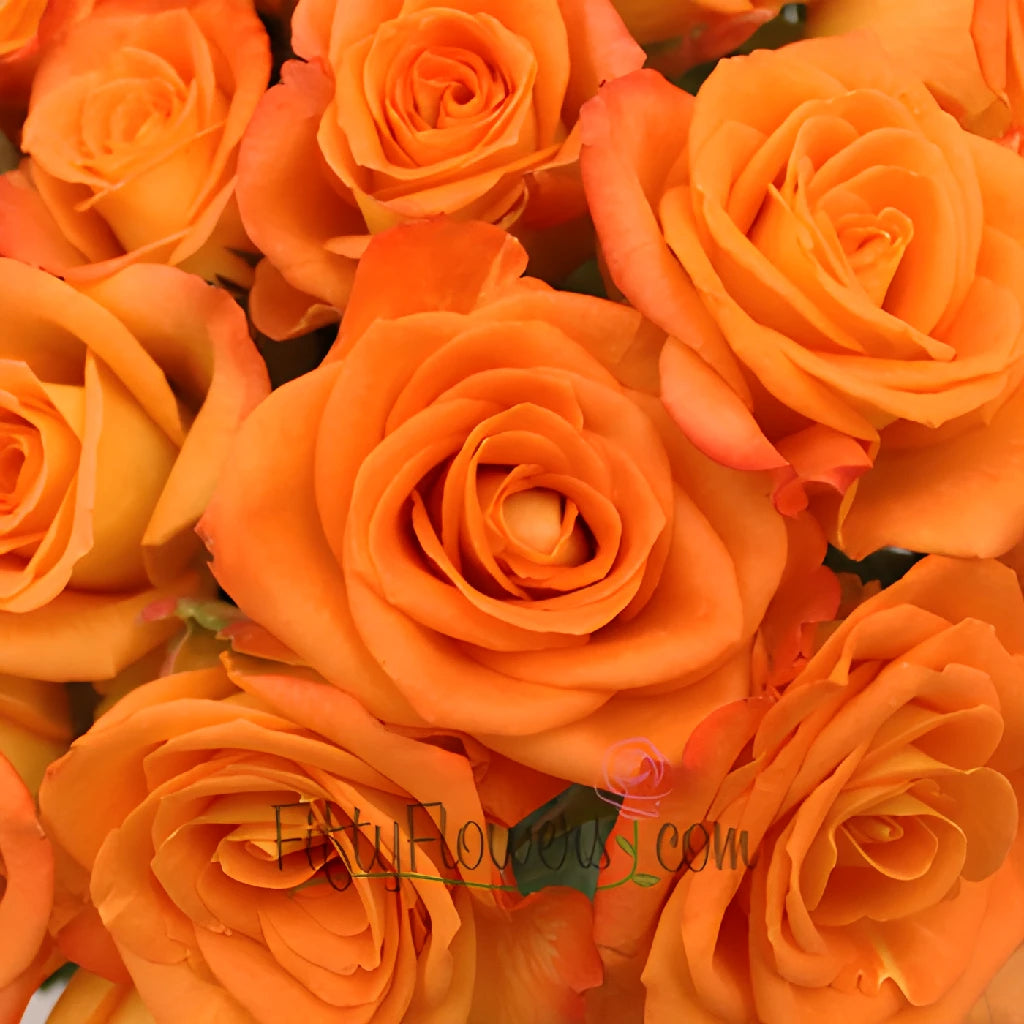 Miracle Tangerine Orange Rose Miracle Tangerine Orange Rose