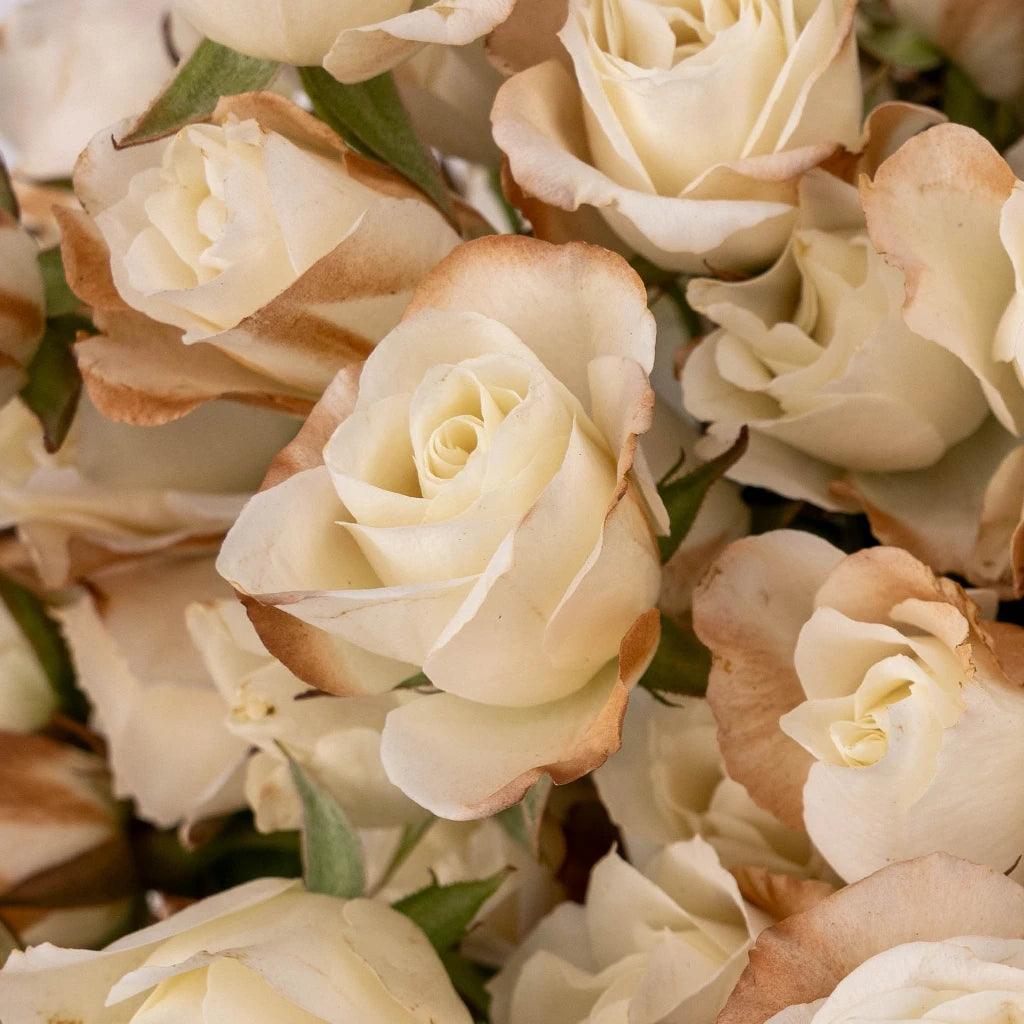 Buy Wholesale Mocha Mousse Ivory Spray Roses in Bulk - FiftyFlowers Buy Wholesale Mocha Mousse Ivory Spray Roses in Bulk - FiftyFlowers