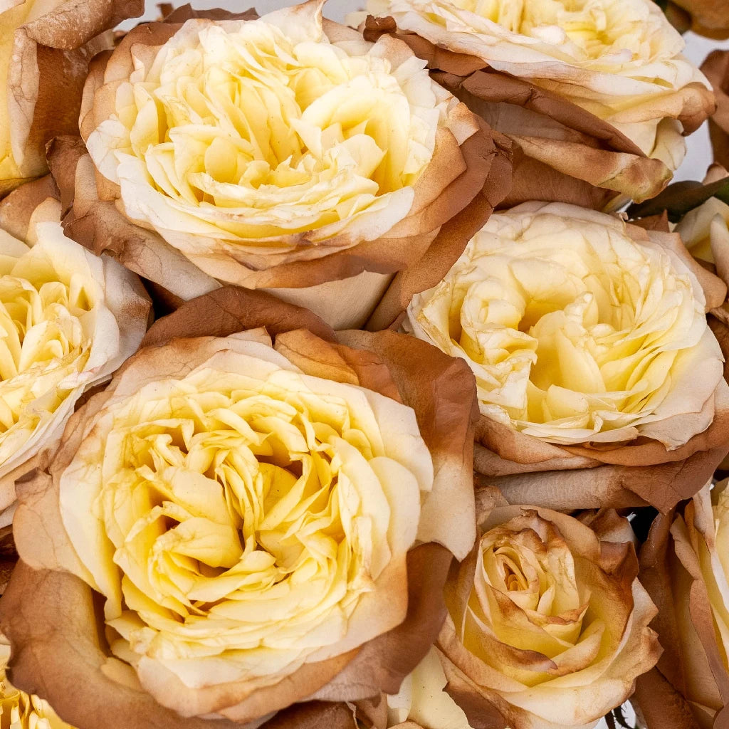 Buy Wholesale Mocha Tinted Champagne Garden Rose in Bulk - FiftyFlo
