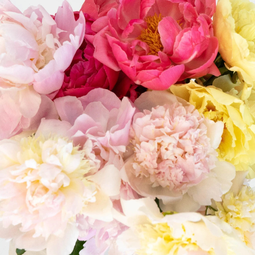 Mothers Day Wholesale Peonies