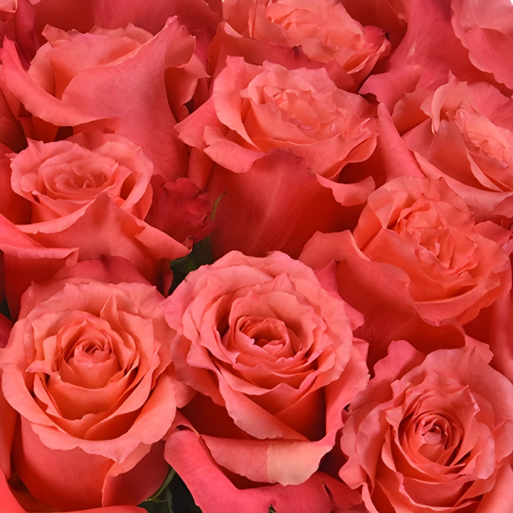 Buy Wholesale Cherry Coral Rose in Bulk - FiftyFlowers
