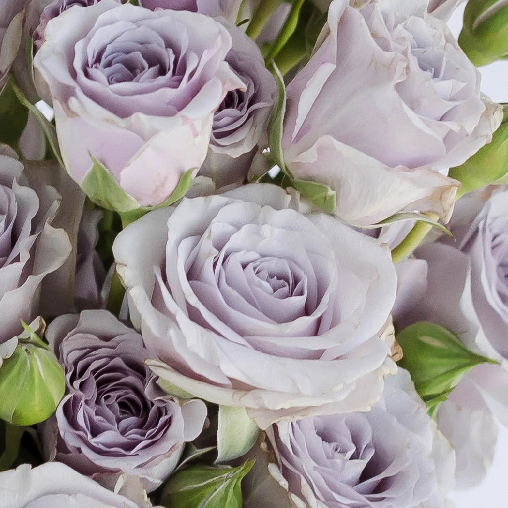 lavender flower spray Nirvana Lavender Spray Roses