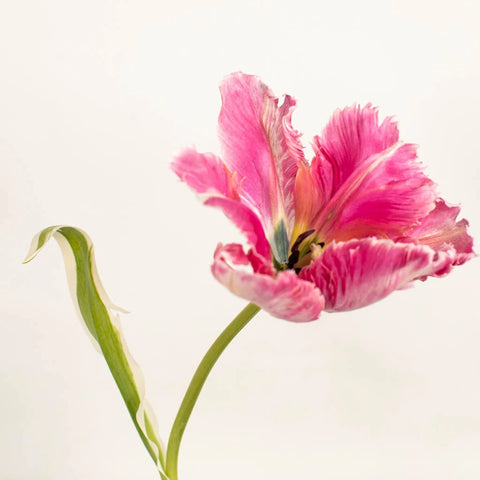 Novelty Tulip Dark Pink Flower Stem - Image