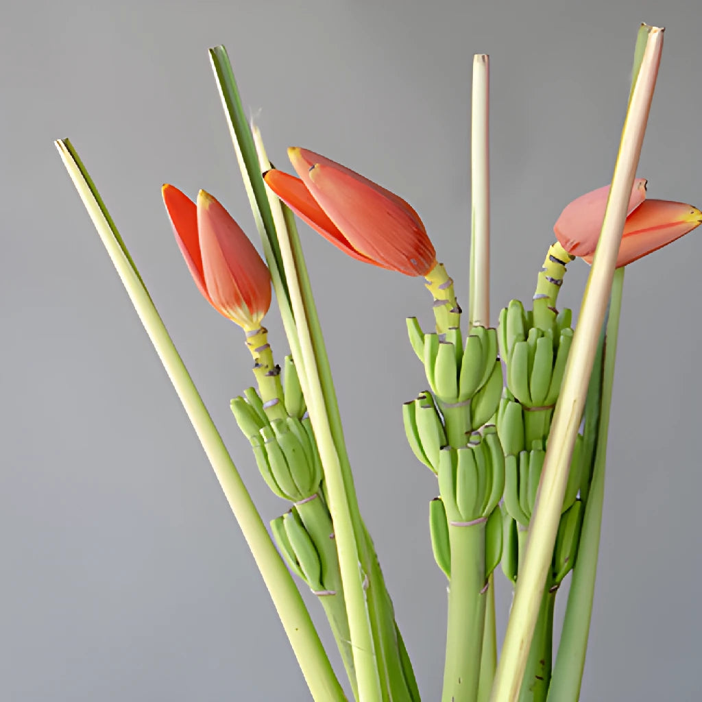 Buy Wholesale Orange Musa Banana Flower in Bulk - FiftyFlowers