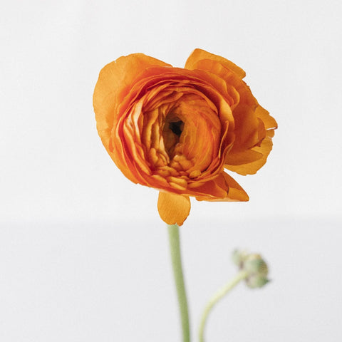 Orange Ranunculus Fresh Cut Flower Stem - Image