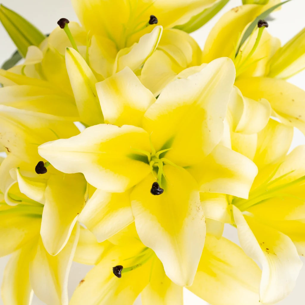 Buy Wholesale Yellow Concador Lilies in Bulk