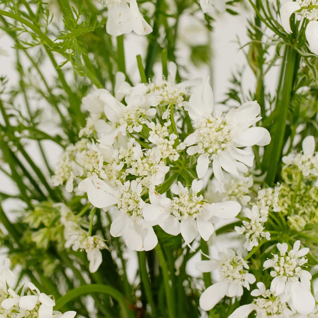 38灯 oldsea Vintage flower white① Buy Wholesale White Lace Vintage Orlaya Wedding Flower in Bulk - Fi