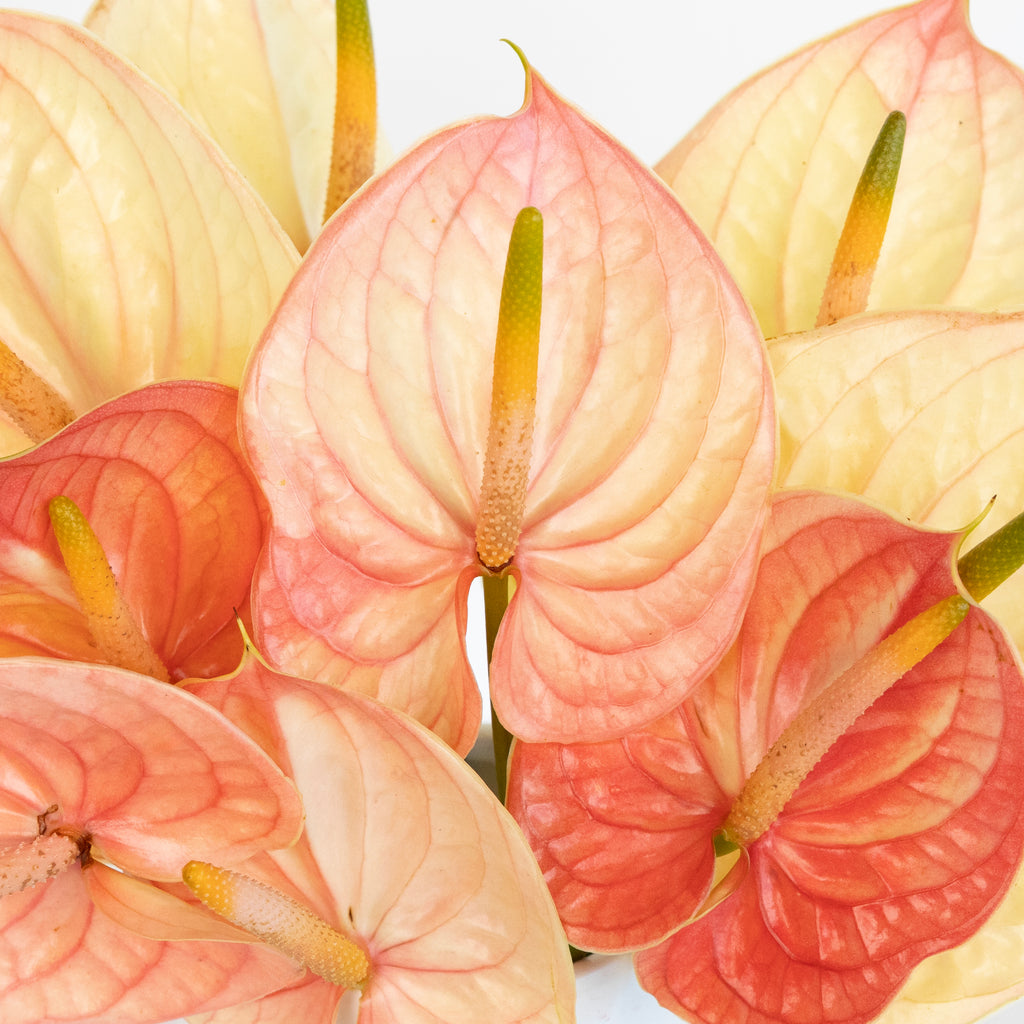 anthurium flower is pale Pale Blush Pink Anthurium Flower