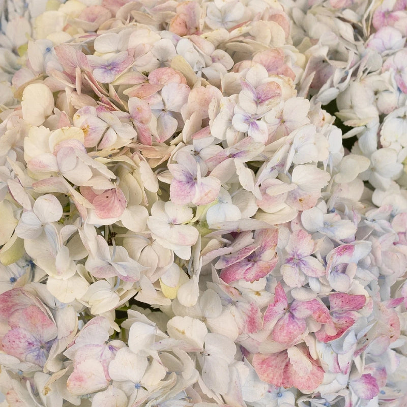 Pale Vintage Hydrangea Flower Close Up - Image