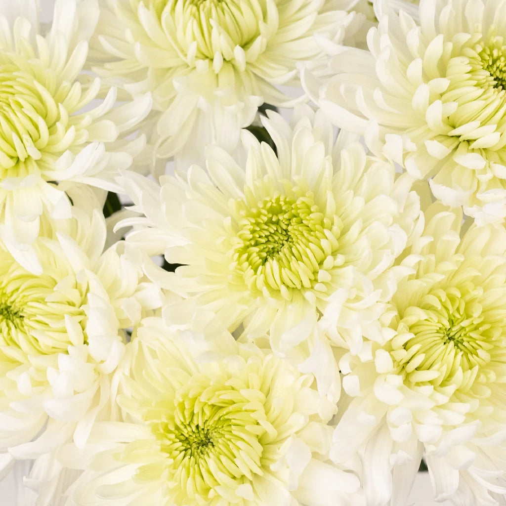 Buy Wholesale Paper White Chrysanthemum Cremon in Bulk - FiftyFlowers