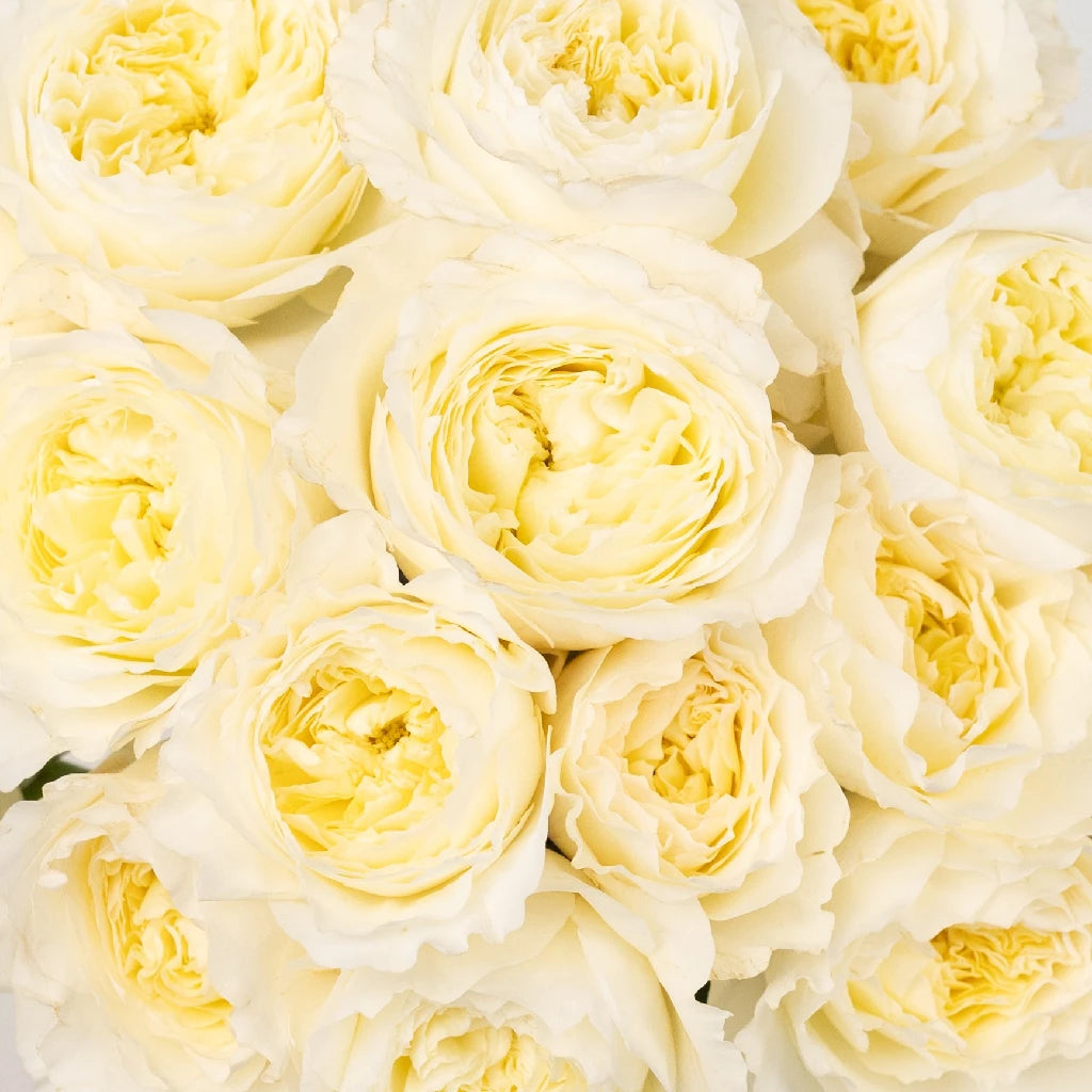 Ivory Foam Roses 3 Wide x 2.5 High - Wedding & Event Decor 