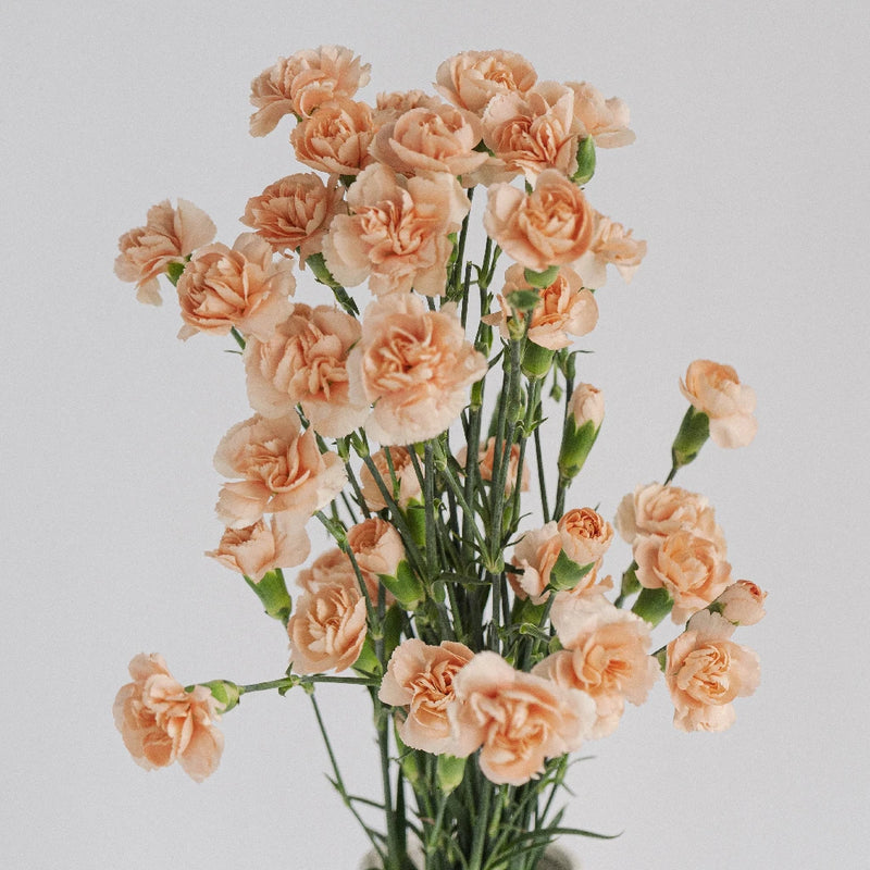 Peach Mini Carnation Flowers Apron - Image
