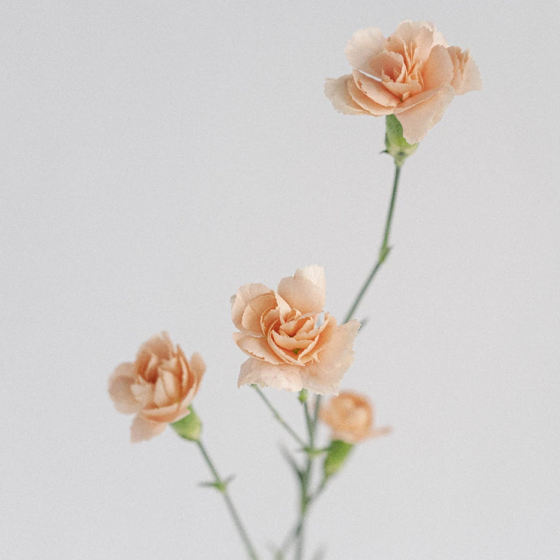 Peach Mini Carnation Flowers Stem - Image
