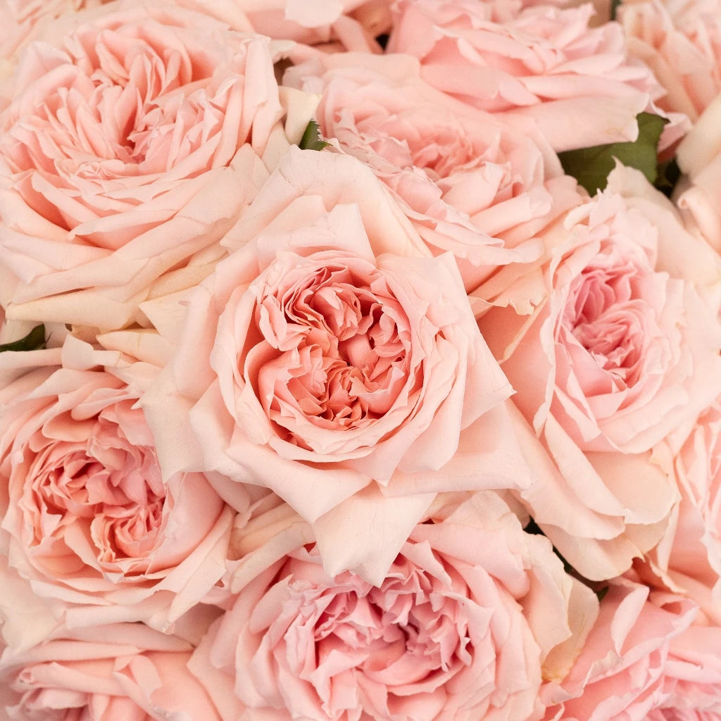 Buy Wholesale Cielo Light Pink Bulk Rose in Bulk - FiftyFlowers